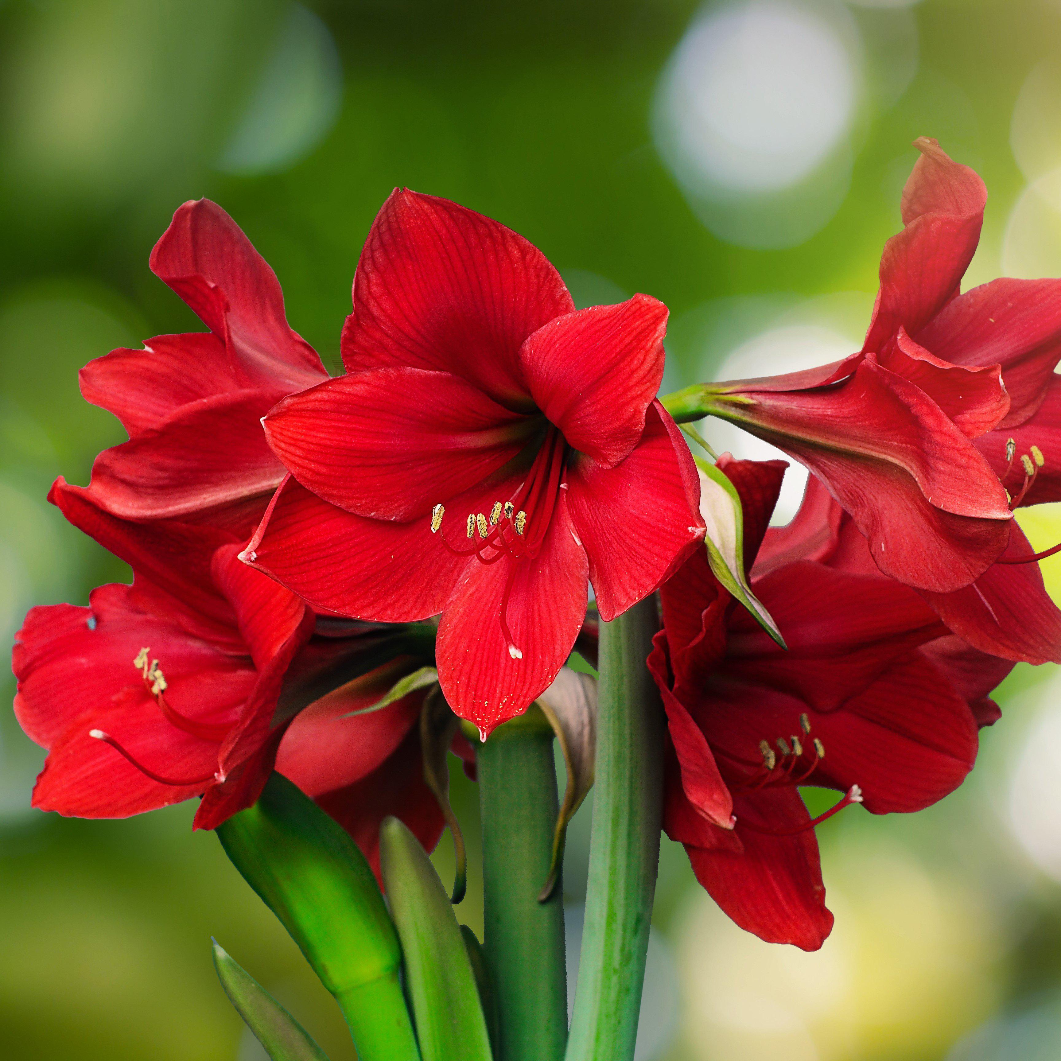 Rare Amaryllis Bulbs