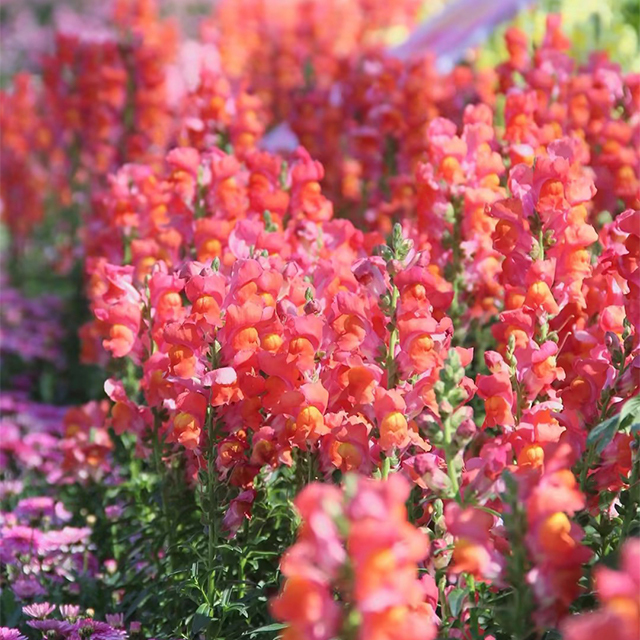 Dwarf Snapdragon  Seed Mixed-Plantjoyfarm-Flowers Seeds,Garden Seeds,best selling
