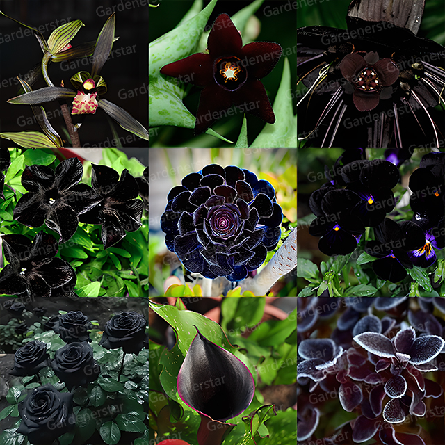 Exclusive Black Wildflower Seed Mix-Plantjoyfarm-Flowers Seeds,Garden Seeds,best selling