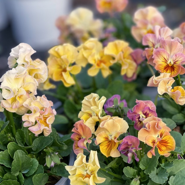 💐 Pansy Winter Elf Series - I Miss You Endlessly-Plantjoyfarm-best selling,Garden Seeds