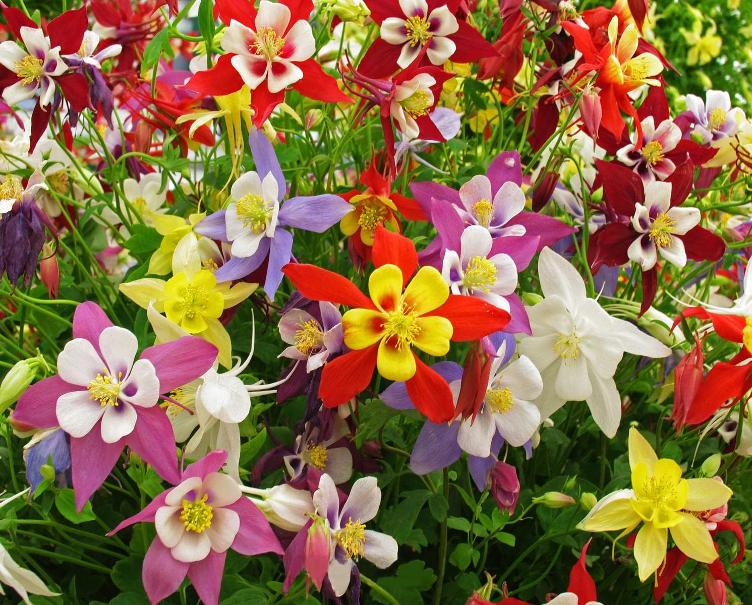Columbine Seeds - McKana Giant Mix-Plantjoyfarm-Flower Seeds,Garden Seeds,best selling