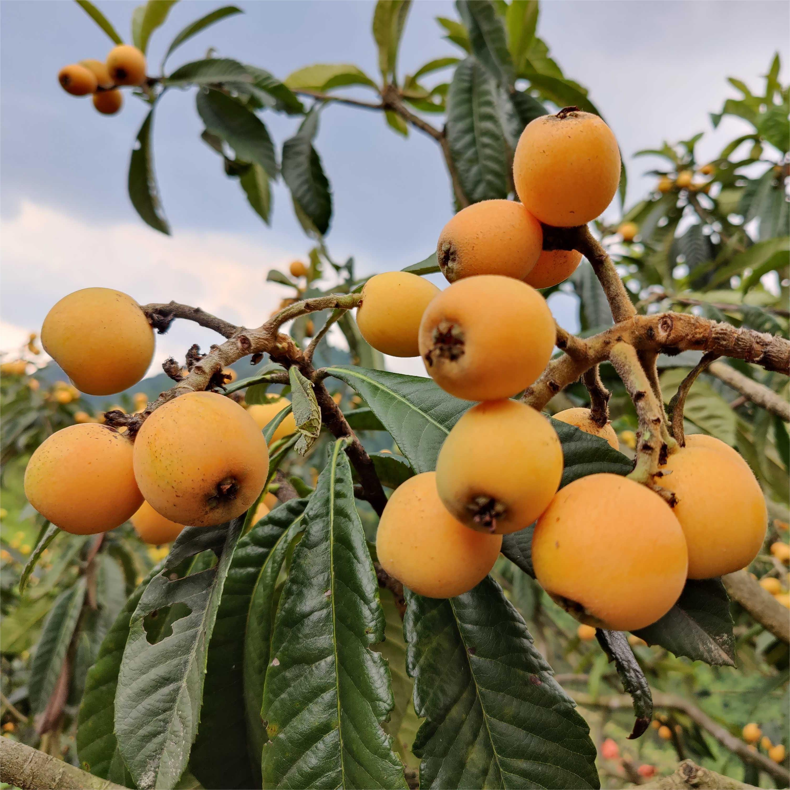 Five-star Loquat Seeds-Plantjoyfarm-
