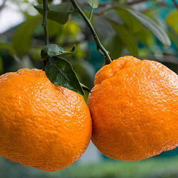 Rake Citrus Seeds (🪴Can be potted)-Plantjoyfarm-