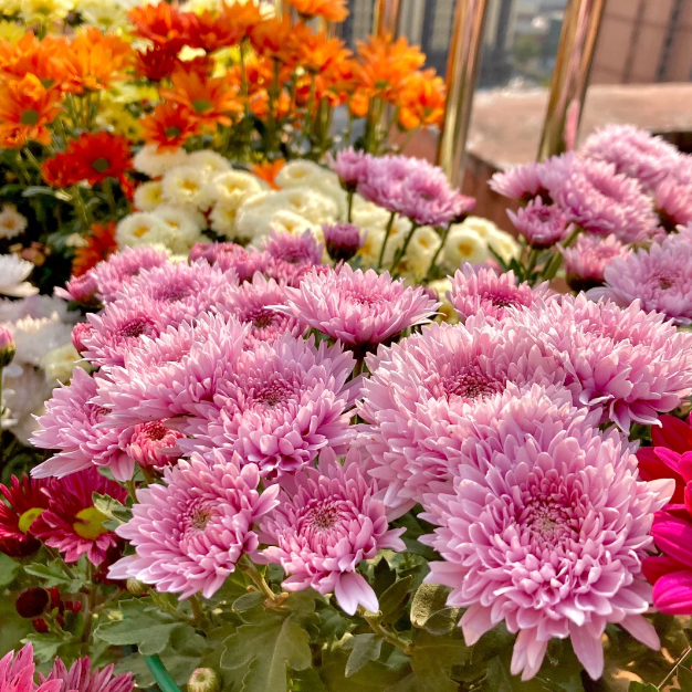 🌼Small Chrysanthemum Mixed Variety Seeds-Plantjoyfarm-Garden Seeds