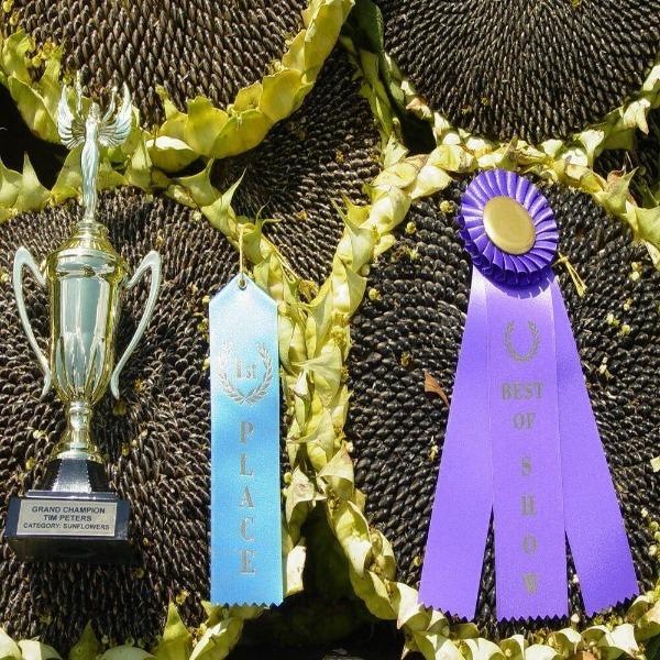 50 Pcs Mongolian Giant Sunflower Seeds-Plantjoyfarm-Sunflower Seeds,best selling