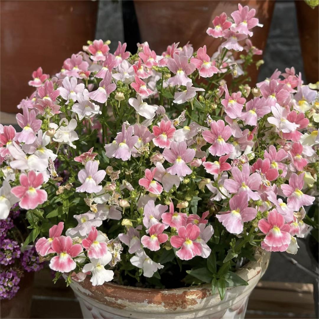 🌼Nemesia - Sincere Love-Plantjoyfarm-Flower Seeds,Garden Seeds,best selling