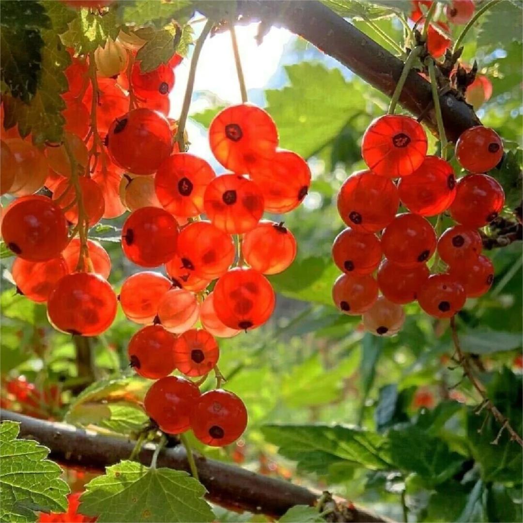 Multicolor Gooseberry Seeds-Plantjoyfarm-Fruit Seeds