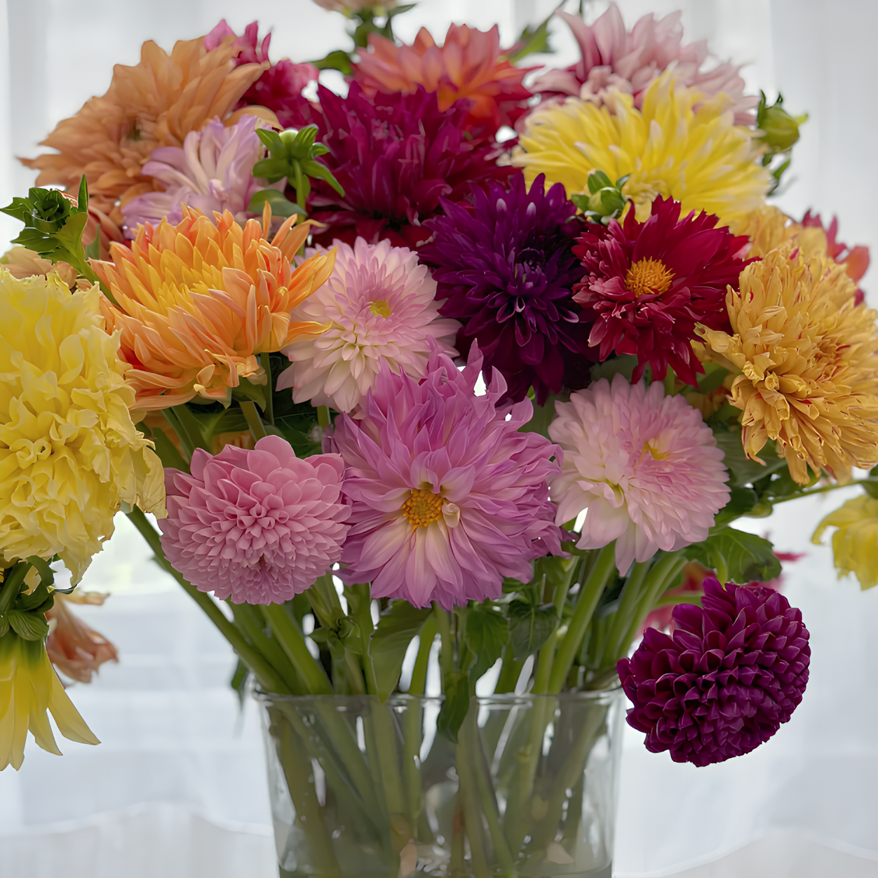 💐Dahlia Double Blend Rainbow Seeds-Plantjoyfarm-Flower Seeds,Garden Seeds,best selling