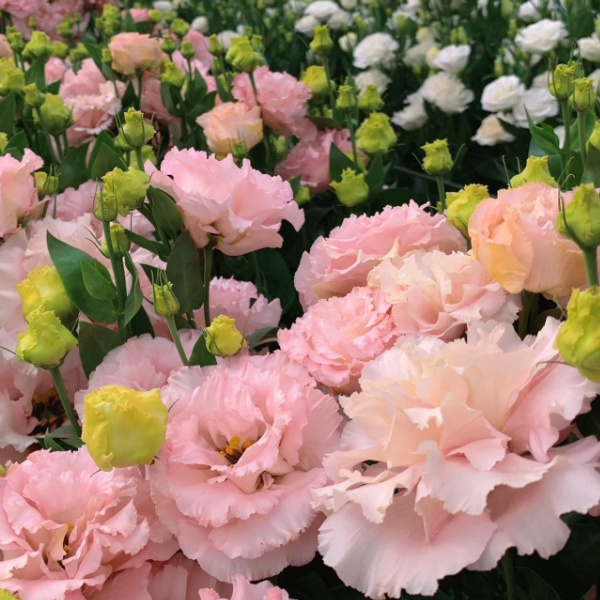 🌺Lisianthus - Sincere Love-Plantjoyfarm-Rare Rose,Garden Seeds,best selling