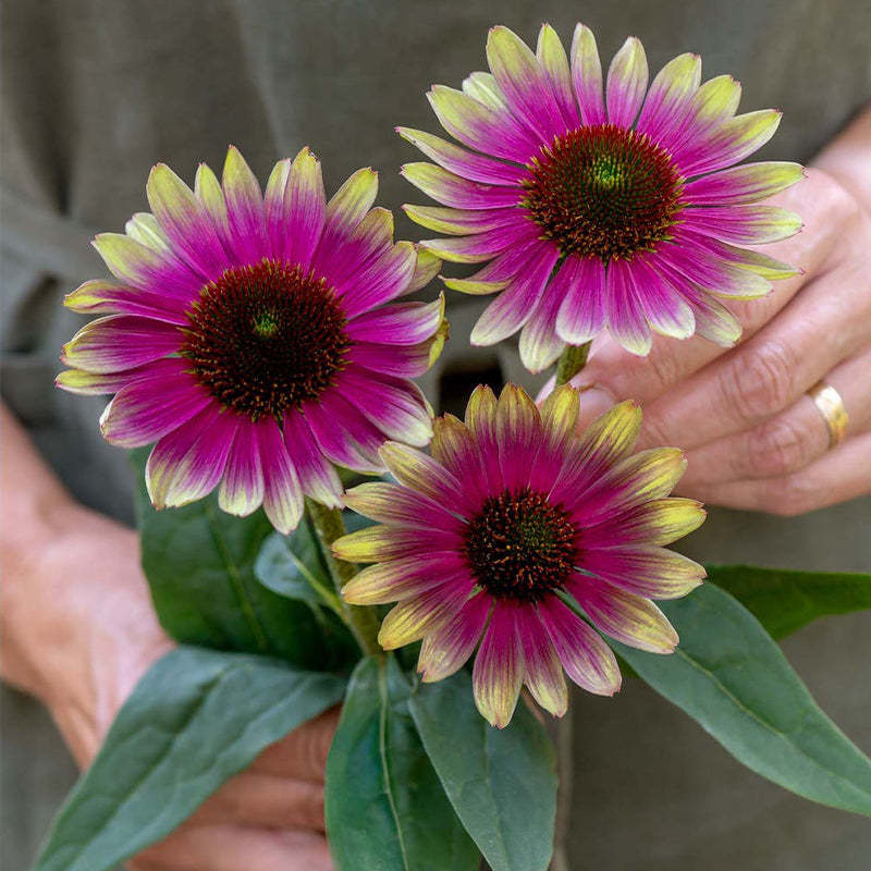Echinacea, Sweet Sandia-Plantjoyfarm-2022,Garden Seeds,best selling