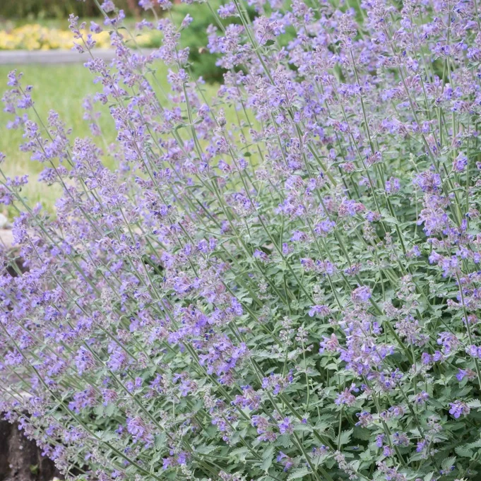 Catnip Seeds-Plantjoyfarm-best selling,Garden Seeds