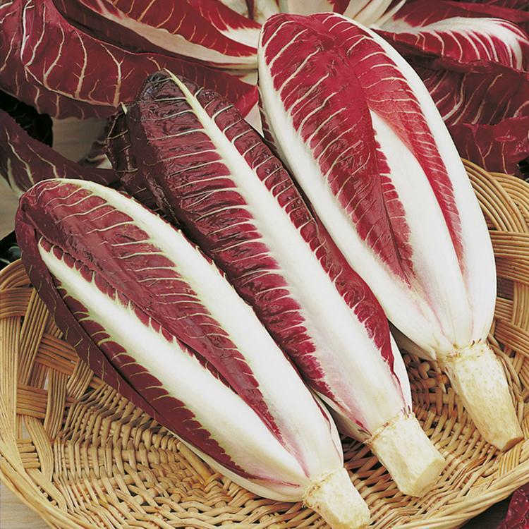 Golden Magnolia Seeds—The “Prince” of European Vegetables-Plantjoyfarm-Vegetable Seeds,best selling
