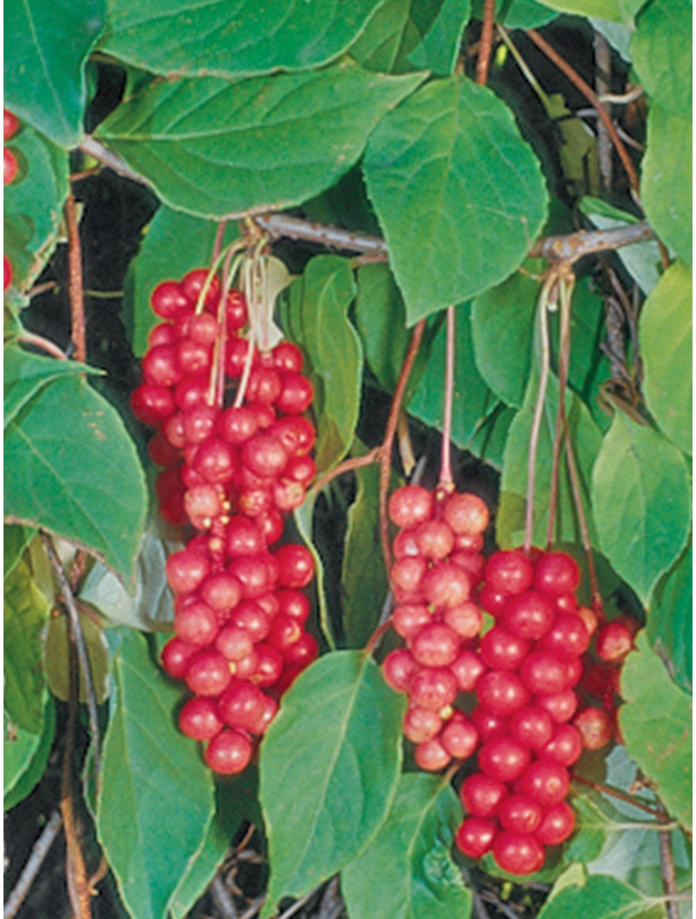 Schisandra Vine, Eastern Prince-Plantjoyfarm-Fruit Seeds,new
