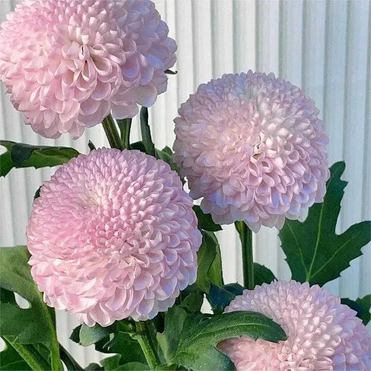 🏵️Colorful Ping Pong Chrysanthemum Seeds-Plantjoyfarm-best selling,Garden Seeds