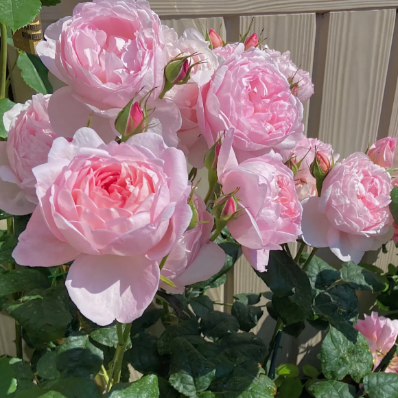 🌹Climbing Rose - Luck Rising-Plantjoyfarm-