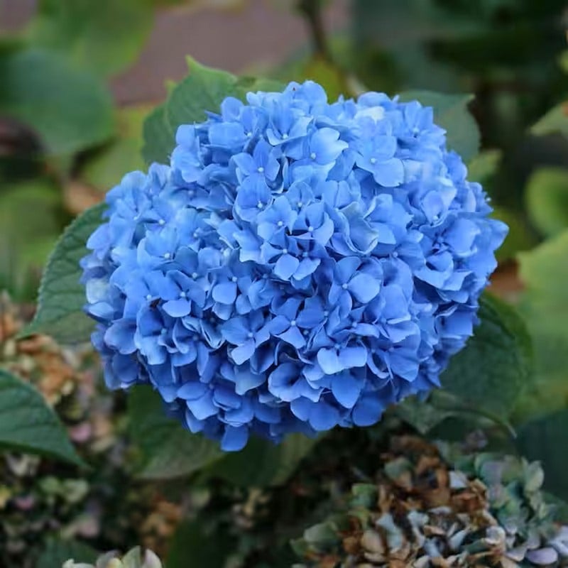 🔥Last Day 49%OFF - Colorful Giant Hydrangea Seeds-Perennial Flower Seeds