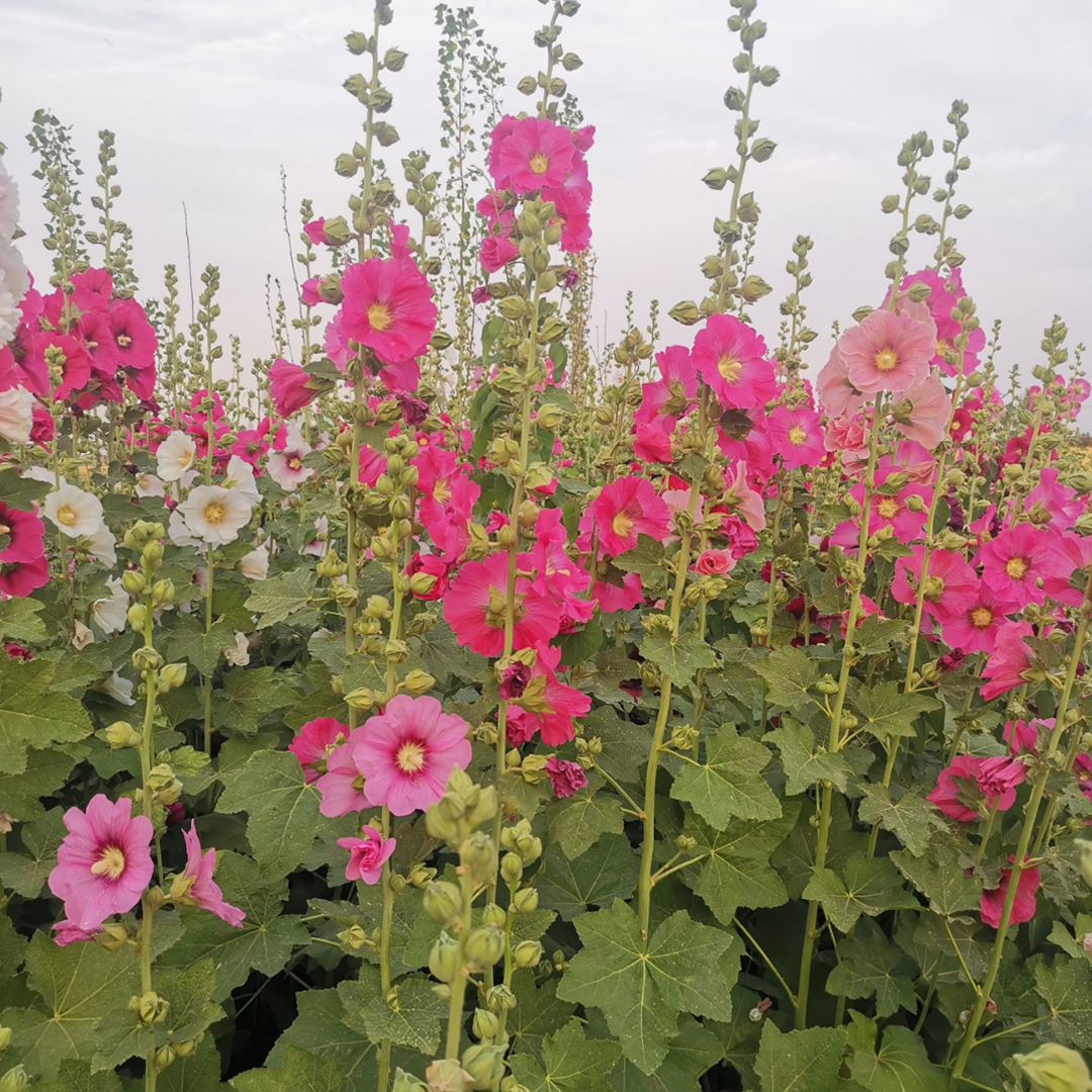 Hollyhock Seeds - Single Mix-Plantjoyfarm-Flower Seeds