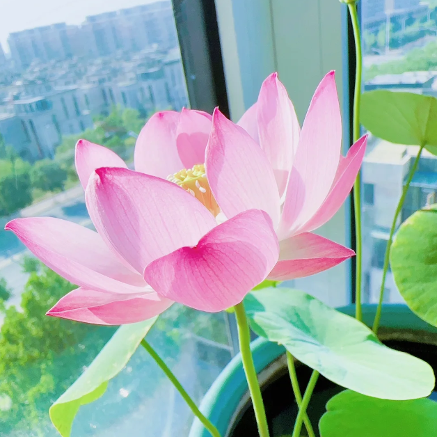 🪷Bowl Lotus: Embracing Zen Through Blossoms-Plantjoyfarm-best selling,Garden Seeds