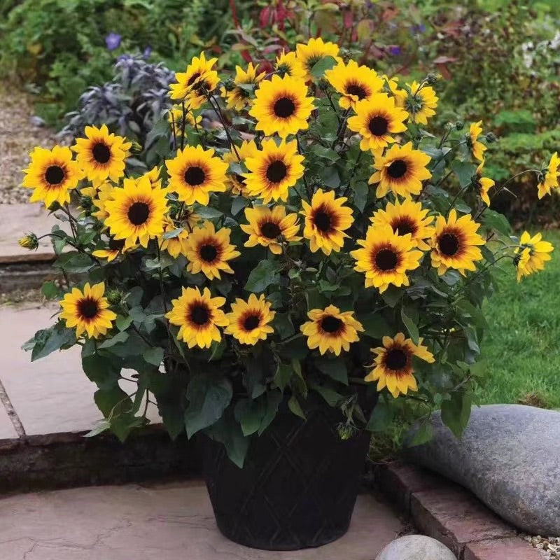 Sunflower Bonsai Flowering Machine, Glorious Years-Plantjoyfarm-Sunflower Seeds,best selling
