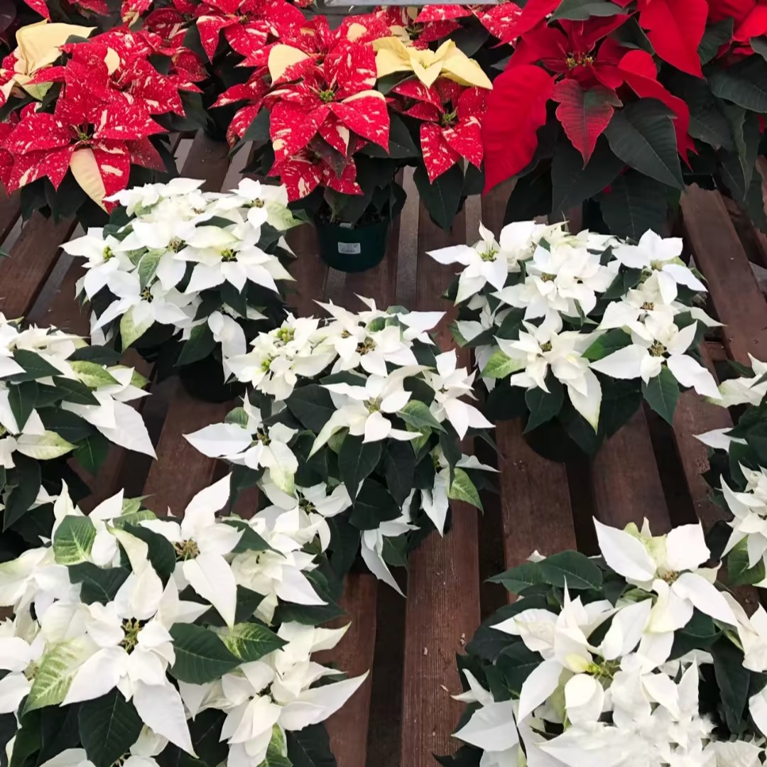 Christmas Star Flower Poinsettia Pot Seeds-Plantjoyfarm-Flower Seeds,Garden Seeds,best selling