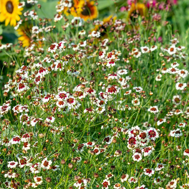 Coreopsis, Ruby Kiss-Plantjoyfarm-Garden Seeds,best selling