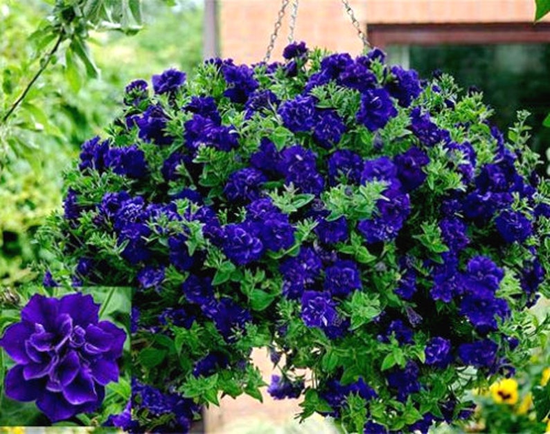 Double Cascade Petunia Duo Blue F1 Seeds - Petunia x hybrida-Plantjoyfarm-Petunia,Garden Seeds,best selling