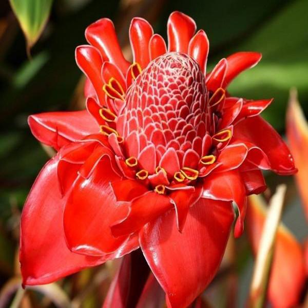 Torch Ginger - Etlingera elatior - Rare Species-Plantjoyfarm-Garden Seeds,best selling
