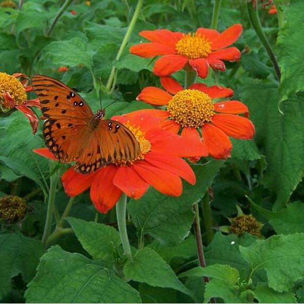 Orange Sunflower,Tithonia Speciosa Goldfinger flower Seeds-Plantjoyfarm-Sunflower Seeds,best selling
