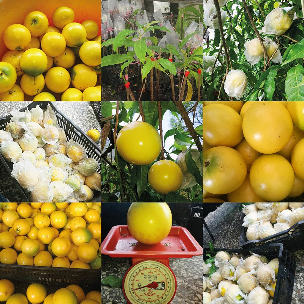 Golden Fruit Seeds-Abiu Fruit-Pouteria Caimito-Plantjoyfarm-
