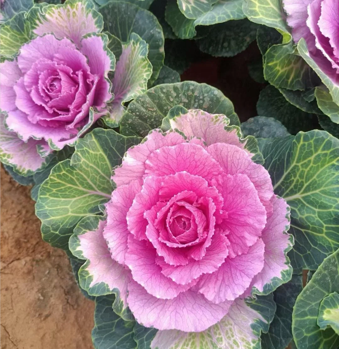 Colorful Kale Mix Seeds-Plantjoyfarm-Vegetable Seeds,best selling