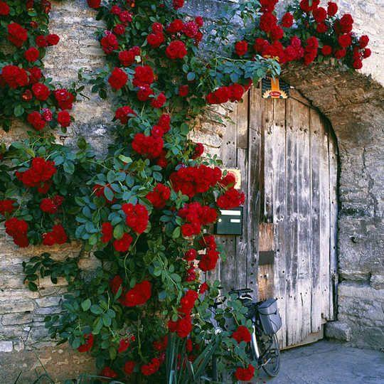 100pcs/Bag Climbing Rose Seeds-Plantjoyfarm-Climbing Rose,Flower Seeds,Garden Seeds,Rose seeds,best selling