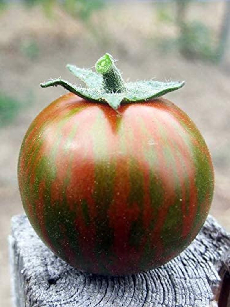 Rare Organic Vegetable Tomato Seeds "Black Zebra" (Lycopersicon esculentum Mill)-Plantjoyfarm-new,vegetable
