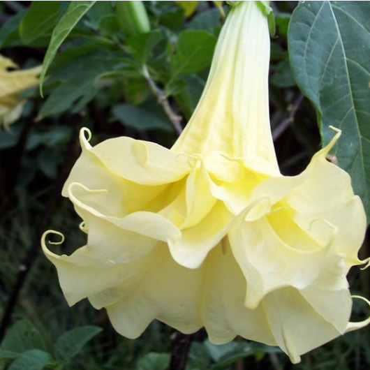 50pcs/Bag Datura Brugmansia Seeds Potted Bonsai Trumpets Angel Flower Seeds-Plantjoyfarm-Garden Seeds,best selling