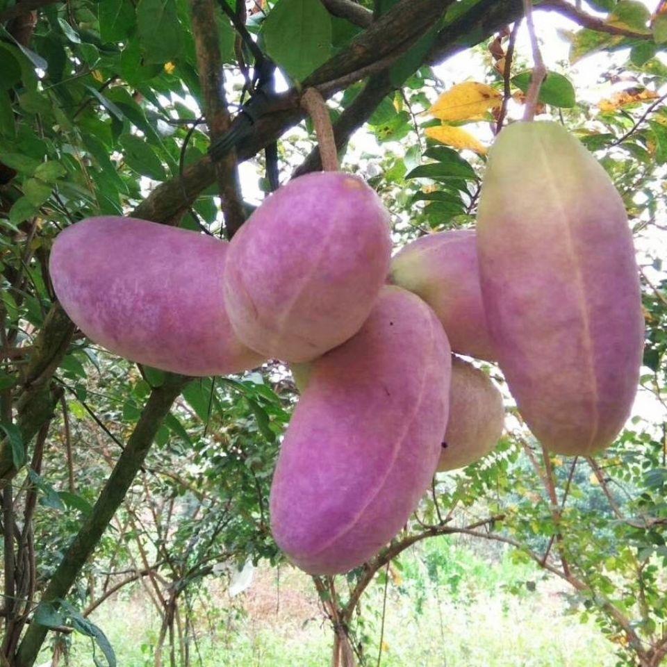 Stauntonia Latifolia Seeds-Organic Food-Plantjoyfarm-Fruit Seeds,best selling