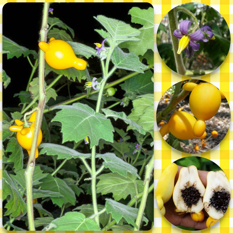 Nipple Fruit Seeds ~ Cow's Udder ~ Titty Fruit ~ Apple of Sodom (Solanum mammosum) ~ Nipplefruit Bizarre Fruit in the Solanum Family-Plantjoyfarm-new,vegetable