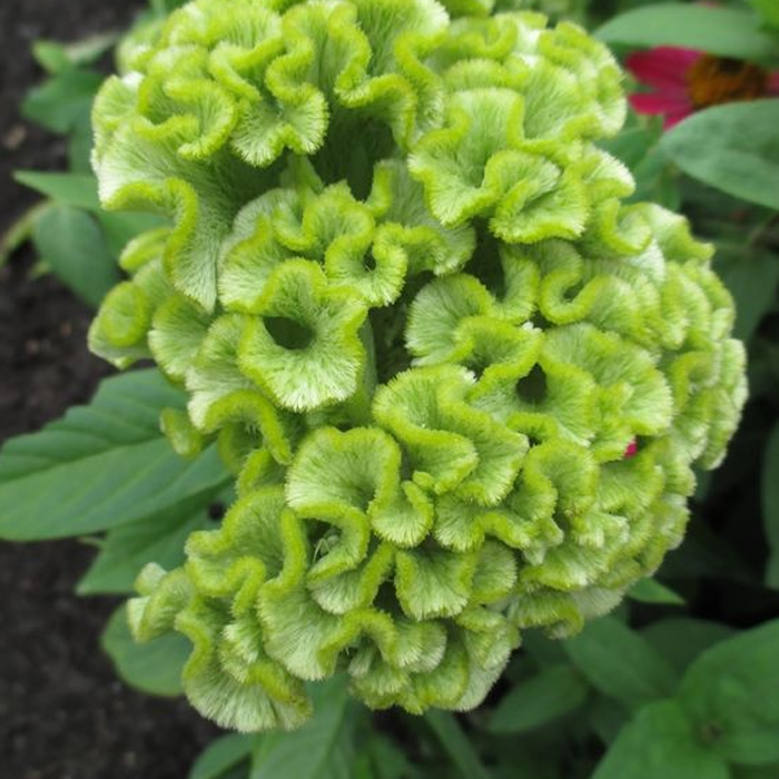 500 Pcs Cockscomb Celosia Seeds-Plantjoyfarm-Flower Seeds