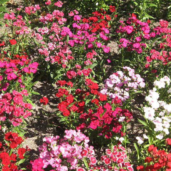 WEE Willie Dwarf SWEET WILLIAM Mixed Colors Dianthus Barbatus Flower Seeds-Plantjoyfarm-Flower Seeds,Garden Seeds,best selling