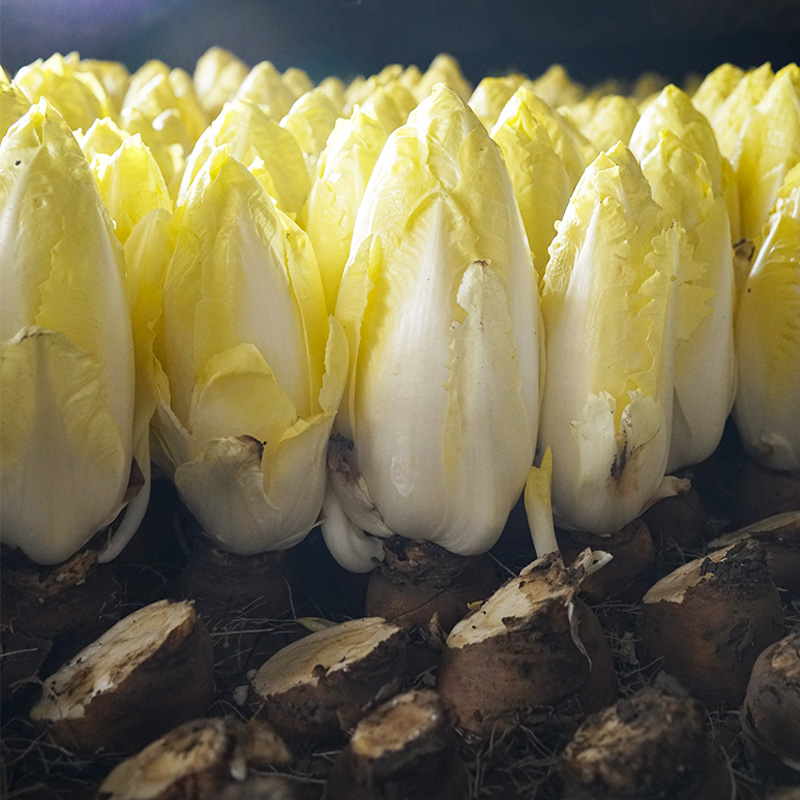 Golden Magnolia Seeds—The “Prince” of European Vegetables-Plantjoyfarm-Vegetable Seeds,best selling
