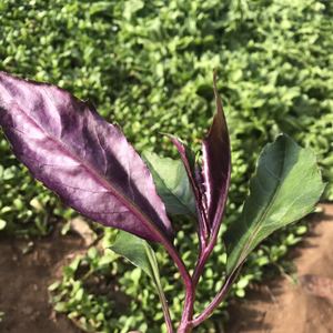 Gynura Bicolor Seeds-Plantjoyfarm-Vegetable Seeds,best selling
