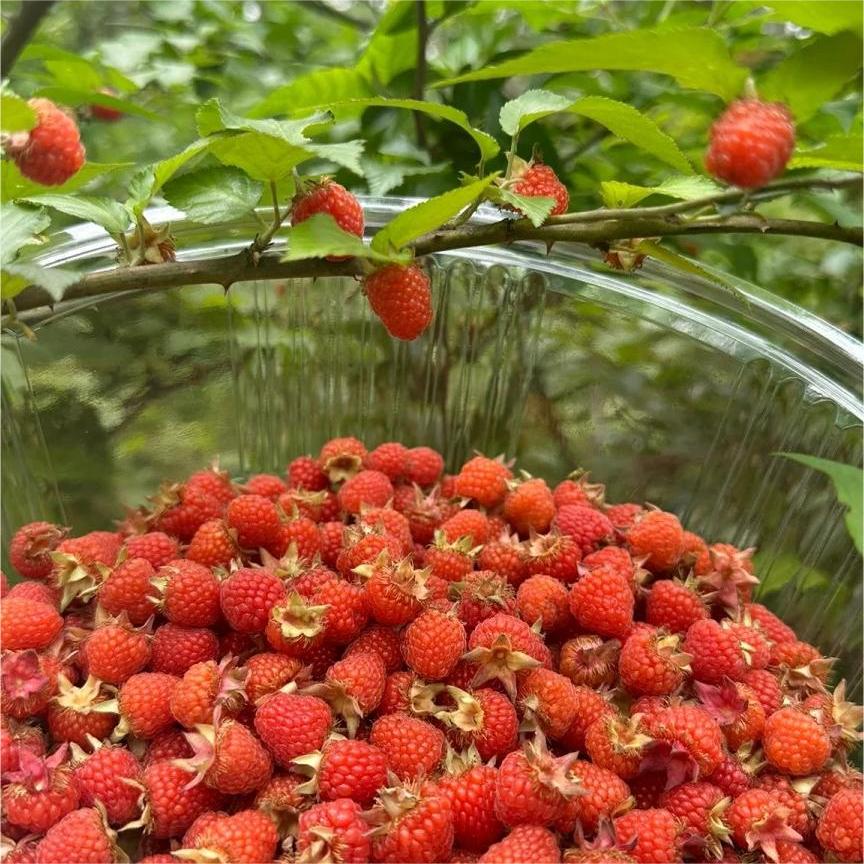 Large Fruited Raspberry Seeds-Plantjoyfarm-