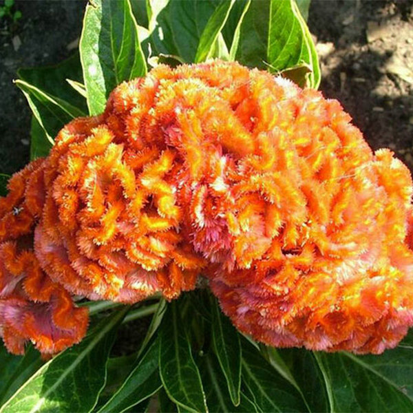 100pcs DWARF CORAL GARDEN MIX COCKSCOMB-Plantjoyfarm-Garden Seeds,best selling