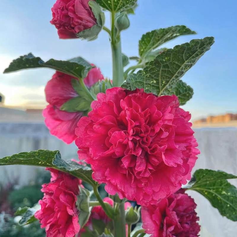 500 Pcs Double Hollyhock Seeds-Plantjoyfarm-Flower Seeds