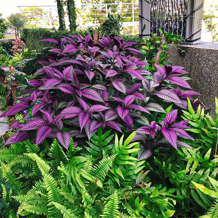 Persian Shield Hued Foliage Plant-Plantjoyfarm-Garden Seeds,best selling