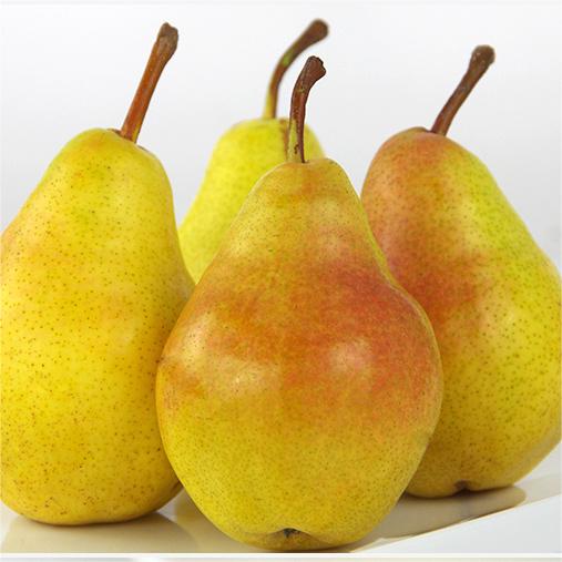 Pyrus communis Seeds - granny's pears-Plantjoyfarm-