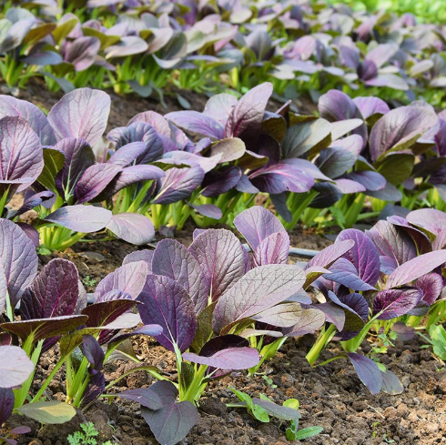 Purple Beauty Rapeseed Seeds-Plantjoyfarm-Vegetable Seeds