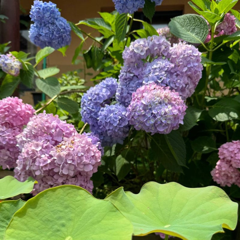 🔥Last Day 49%OFF - Colorful Giant Hydrangea Seeds-Perennial Flower Seeds