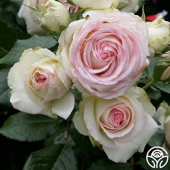 🌹Climbing Rose Seeds - Luck Rises-Plantjoyfarm-best selling,Garden Seeds