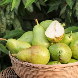 Pyrus communis Seeds - granny's pears-Plantjoyfarm-