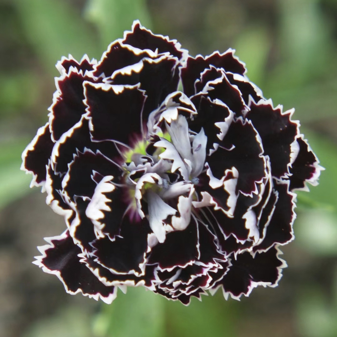 Dianthus Heddewigii Black White Carnation Flower Seed, Dianthus Flower, Natural, Non GMO, Heirloom-Plantjoyfarm-Flower Seeds,Garden Seeds,best selling