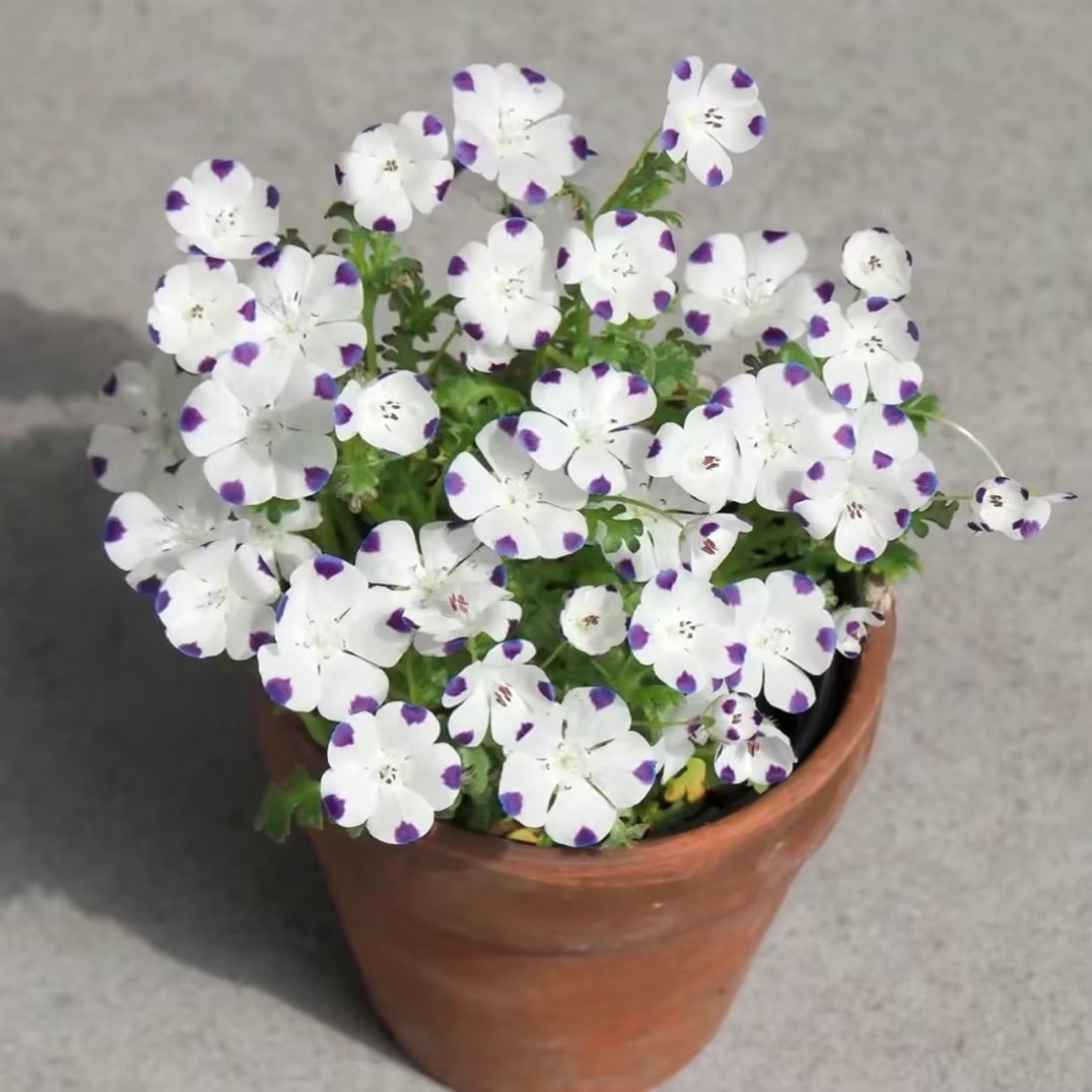 Nemophila-Baby Blue Eyes-Plantjoyfarm-Garden Seeds,Flower Seeds,best selling